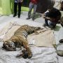 Kasihan! Harimau Sumatera Mati Terjerat
