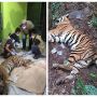 Miris! Harimau Sumatera Mati Kena Jerat di Area Konsesi Perusahaan di Riau