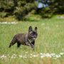 Pecinta Anjing, Ini 5 Tips Membuat Anabul Selalu Merasa Dicintai