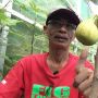 Kisah Heri, Petani Buah Tin di Wonosobo yang Meraup Untung Saat Pandemi