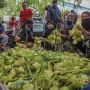 10 Langkah Cara Memasak Ketupat Irit Gas, Matang, Padat dan Legit