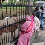 Rekreasi di Masa Pandemi, Warga Berkerumun Beri Makan Rusa di Istana Bogor