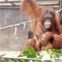 Bayi Orangutan Lahir di TSI saat Lebaran, Menteri LHK Namakan Fitri