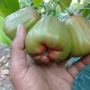 6 Manfaat Kesehatan Jambu Air Putih, Buah Segar yang Menyehatkan