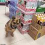 Mengharukan, Kisah Anjing Tunggui Pemiliknya yang Mati karena Covid-19
