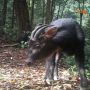 Kambing Hitam Sumatera Terlihat di Gunung Leuser, Intip Daya Tarik TNGL
