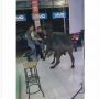 Geger Sapi Masuk Toko HP, Karyawan Sampai Panik