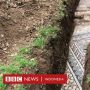 Ada Ubin Mozaik Romawi Kuno Terkubur dalam Tanah Perkebunan Ini