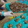 Turis Jepang Pungut Ribuan Puntung Rokok, Warga Lokal Malu