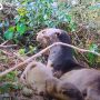 Berang-berang Otter Laut di India Terancam Punah