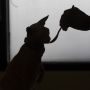 Ingin Bikin Pakan Kucing Sendiri? Ketahui Plus-Minusnya!