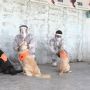 Anjing Pelacak di Iran Dilatih Mendeteksi Covid-19