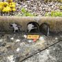 Keren, Tikus dan Kerikil Warna-Warni Ramaikan Inggris Saat Lockdown
