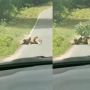 Heboh Pria Selamatkan Rusa dari Lilitan Ular Piton