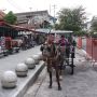 Terhimpit di Tengah Pandemi, Kusir Andong di Jogja Terpaksa Jual Kuda untuk Bertahan Hidup