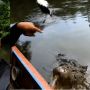 Viral Buaya Riska, Youtuber Ketakutan, Pak Ambo: Ndak Apa-apa, Manja Dia