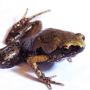 Daur Hidup Katak Mulai dari Telur Sampai Jadi Katak Dewasa