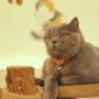 Kafe Kucing Bersiap Sambut New Normal