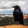 Burung Gagak Ikonik di Menara London Hilang, Pejabat: Pertanda Buruk