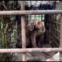 Seekor Harimau Tertangkap Usai Terkam 7 Ekor Kambing Warga Padang Pariaman