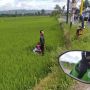 Rombongan Pesepeda Terobos Lampu Merah, Satu Keluarga 'Nyemplung' Sawah