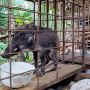 Ditemukan Babi Berkaki Ceker Ayam, Berat 12 Kg, Bertaring Tajam