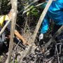 Temuan Tengkorak Manusia di Hutan Bakau Gegerkan Warga Bengkalis