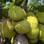 Viral Video Pohon Nangka di Dalam Rumah, Pemilik Sebut Nama Mbak Princess