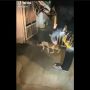 Viral Kucing Nge-Freeze 10 Menit, Awas Bisa Jadi Ini Penyebabnya