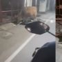 Sapi Nengok Dipanggil "Bang", Reaksinya Ditanya Alamat Bikin Ngakak