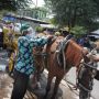Andong Malioboro Ikut Cegah Covid-19, Kusir dan Penumpang Disekat