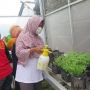 Ketahanan Pangan Kala Pandemi ala Emak-Emak Mrican, Lahan Sempit Bukan Soal
