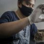 Pengobatan Gratis dan Donor Darah Kucing di Solo