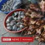 Kajian Ilmiah: Tikus Dijual di Pasar Asia Tenggara Mengandung Virus Corona