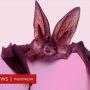 Sanggahan Ilmuwan: Kelelawar Mungkin Bukan Penyebar COVID-19