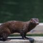 Tertular Virus Corona, Ribuan Mink di Spanyol Dimusnahkan