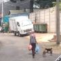 Cerita Ibu Dikerumuni Kucing Hampir Tiap Hari, Netizen Dibuat Nangis