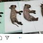 Dapat Kabar Anjingnya Mati, Bule AS Malah Mengamuk Pukuli Anak Kecil