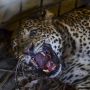 Warga Kawah Putih Digegerkan Temuan Macan Tutul yang Terluka