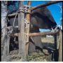 Bunuh 500 Ekor Gajah, Pemburu Terkenal Ini Diganjar 30 Tahun Penjara