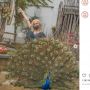 Manglingi, Jessica Iskandar Berfoto Ria dengan Merak di Safari Garden