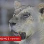 Kebun Binatang Putar Otak Agar Rusa Tak Dipotong untuk Makan ke Macan