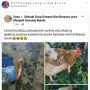 Viral Aksi Gabut Pria Bikin Tangan Palsu untuk Ayam, Publik: Mirip Tyrex