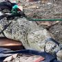 Buaya Terjebak di Perahu, Warga: Ngga Pernah Ganggu, Kayak Minta Dipindah