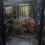 Harimau Sumatra Masuk Perangkap BKSDA, Begini Penampakannya