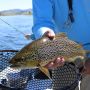 Tasmania Beri Rp 142 Juta Bagi yang Bisa Menangkap Ikan Trout, Tertarik?