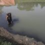 Berburu Cacing Sutra di Banjir Kanal Timur