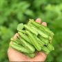 Manfaat Kecipir, Mulai dari Tunda Penuaan Hingga Turunkan Berat Badan