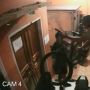 Aksinya Terekam CCTV, 3 Maling Lebih Pilih Sepeda Dibanding Motor