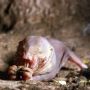 Kabar Baik, Ilmuwan Temukan Fakta Baru tentang Tikus Tanpa Rambut